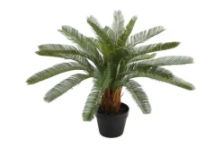 Tekokasvi Cycas K70 cm